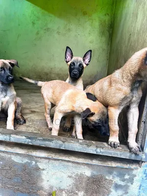 1-3 months Male Purebred Belgian Malinois