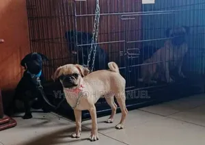3-6 months Male Purebred Pug