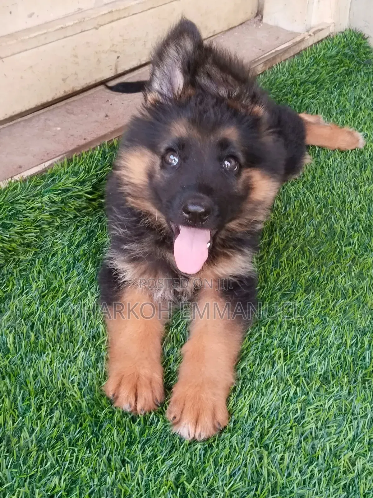 1-3 months Male Purebred German Shepherd
