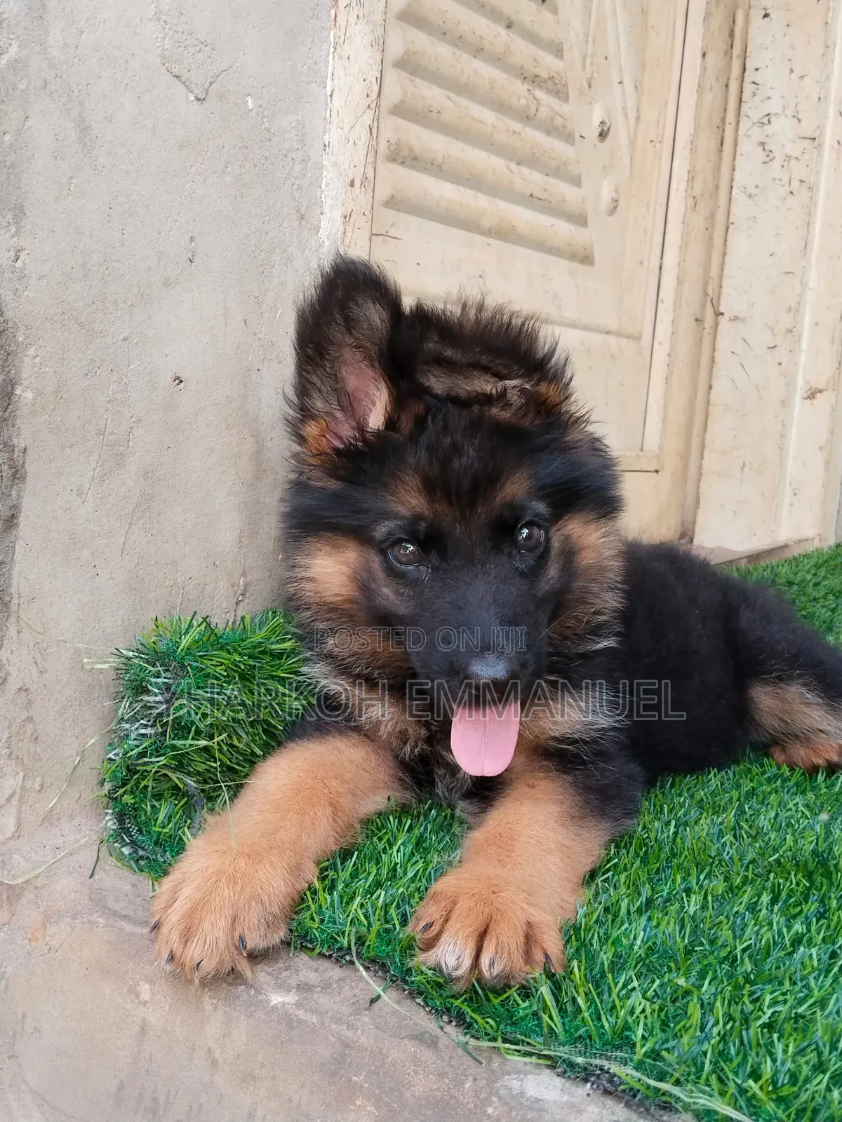 1-3 months Male Purebred German Shepherd