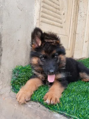 1-3 months Male Purebred German Shepherd