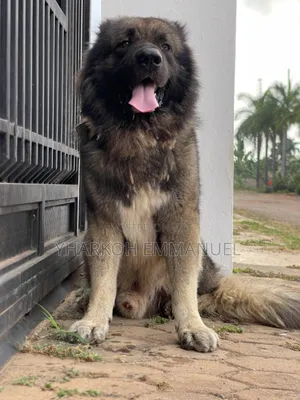 1+ year Male Purebred Caucasian Shepherd