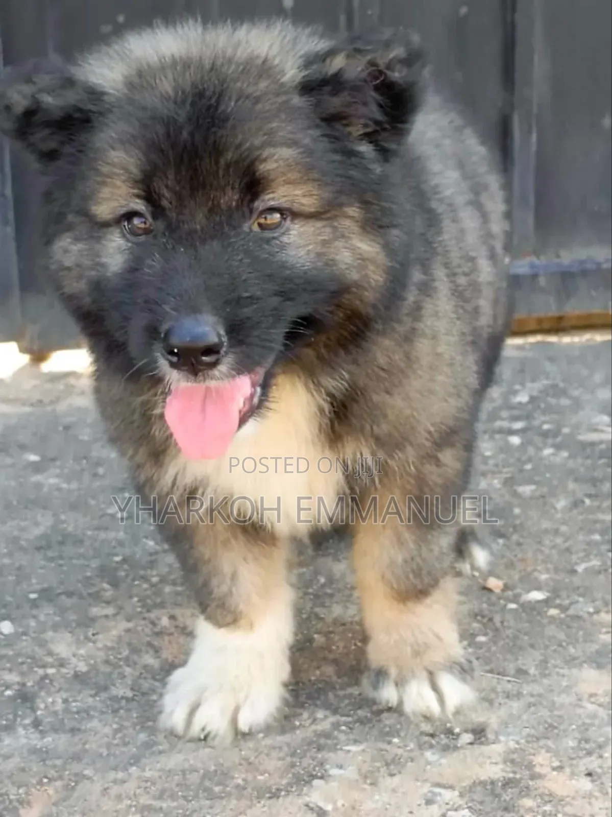 1-3 months Male Purebred Caucasian Shepherd