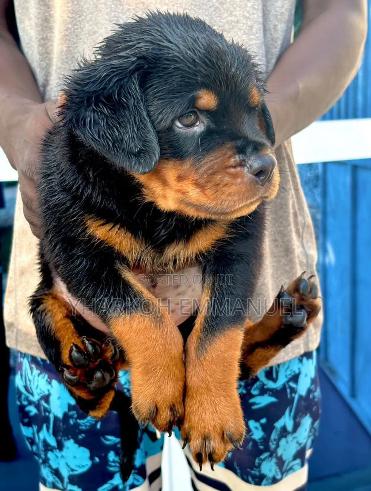1-3 months Male Purebred Rottweiler