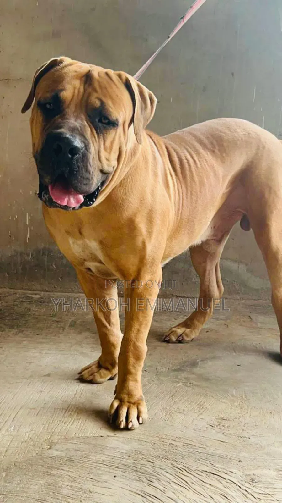 1+ year Male Purebred Boerboel