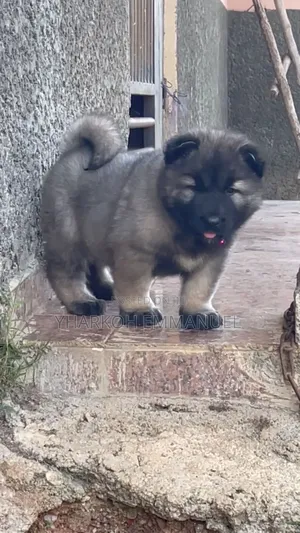 1-3 months Male Purebred Caucasian Shepherd