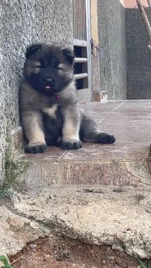 1-3 months Male Purebred Caucasian Shepherd