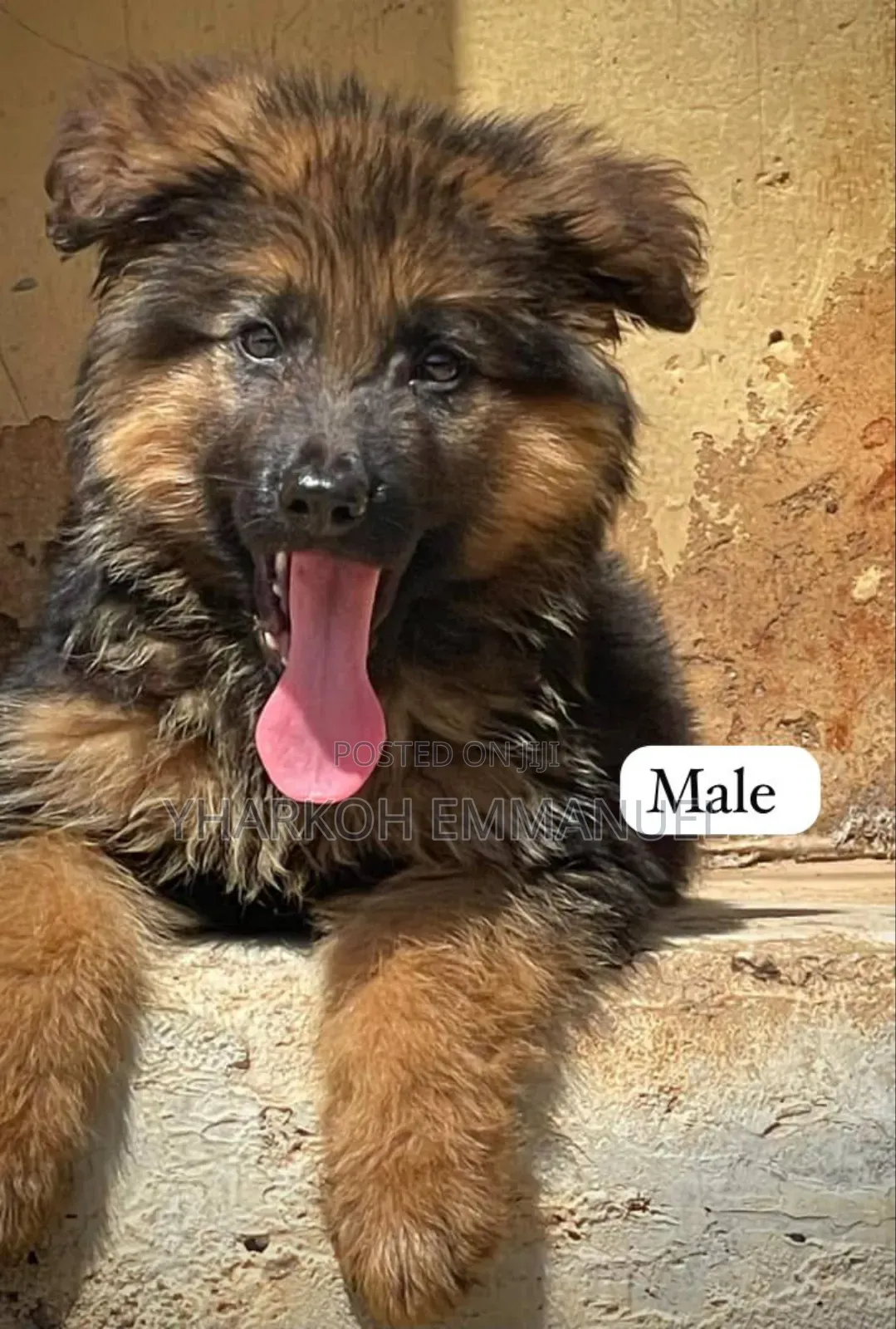 1-3 months Male Purebred German Shepherd