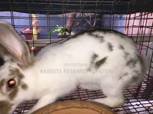 Healthy and Active Rabbit Breeds