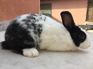 Healthy and Active Rabbit Breeds
