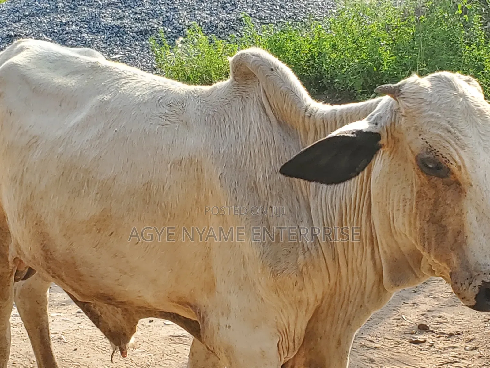 Healthy Coe For Meat And Farms In Kasoa Farm Animals Agye Nyame healthy-coe-for-meat-and-farms-in-kasoa-farm-animals-agye-nyame