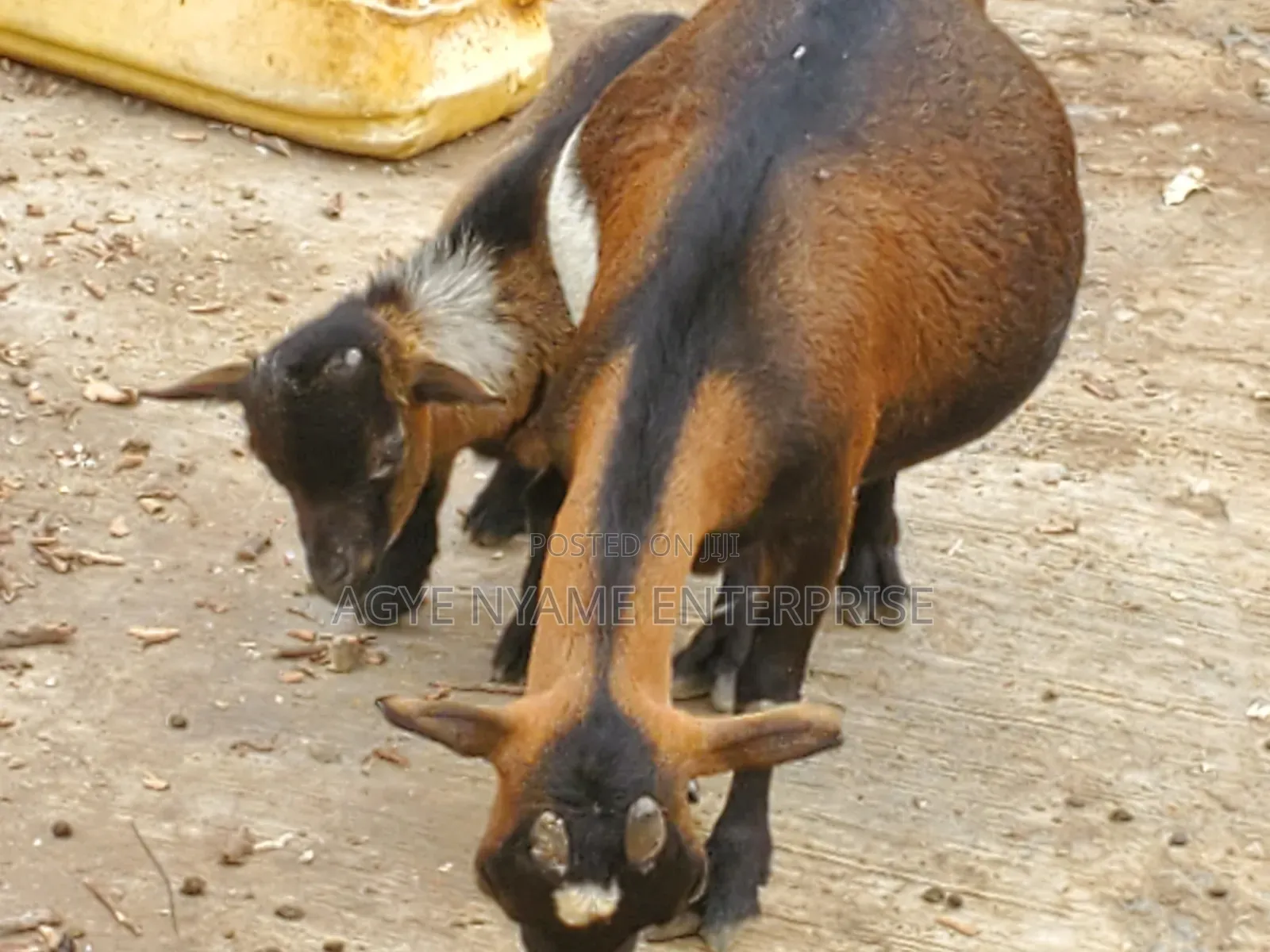 Nannie Goat With Kid
