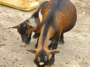 Nannie Goat With Kid