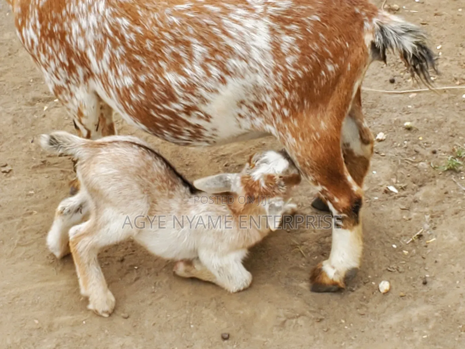 Nannie Goat With Kid