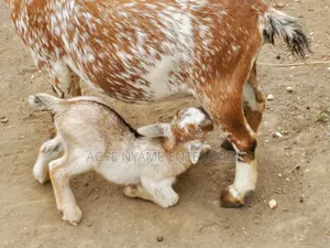 Nannie Goat With Kid