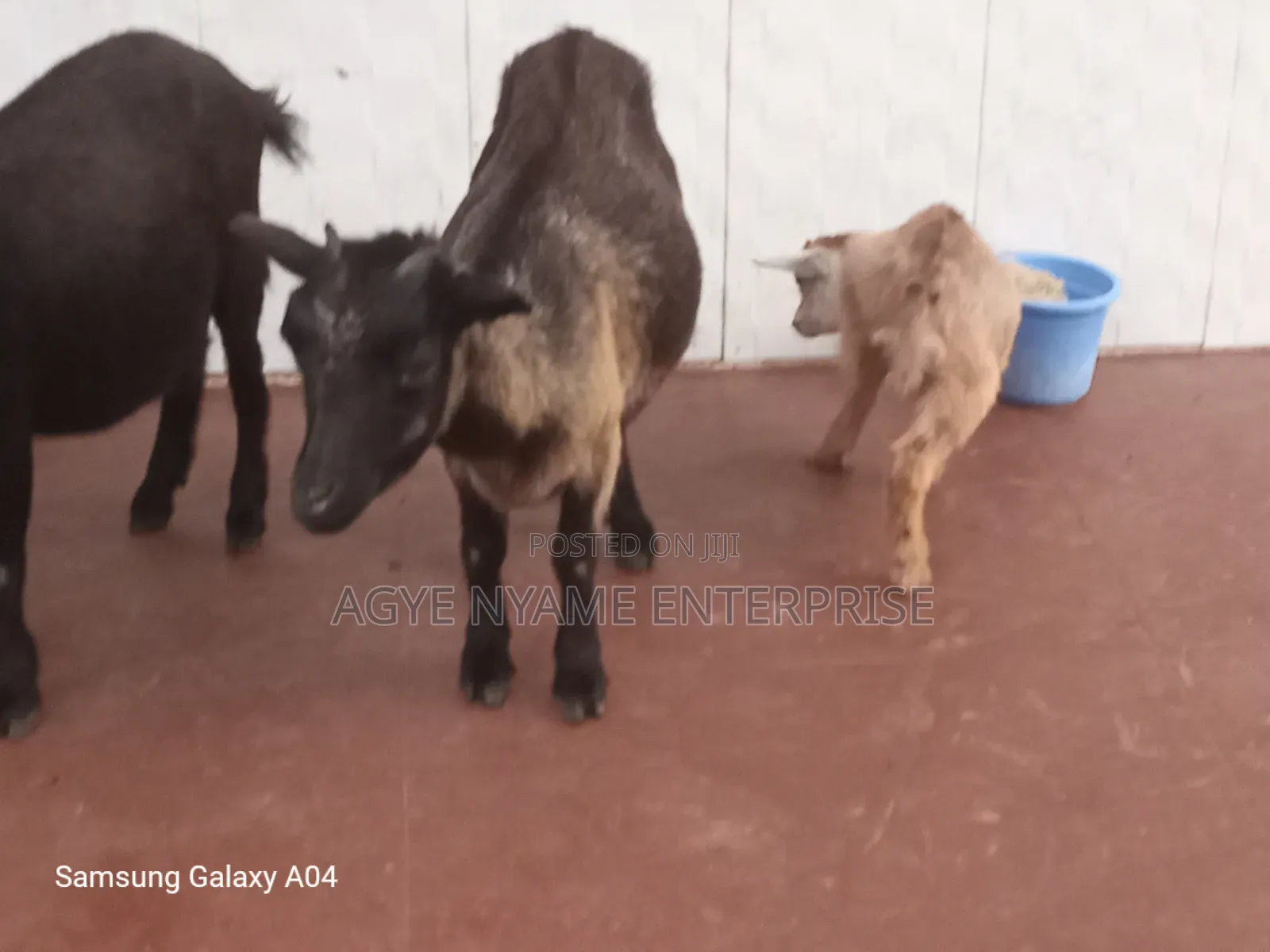 Nannie Goat With Kid