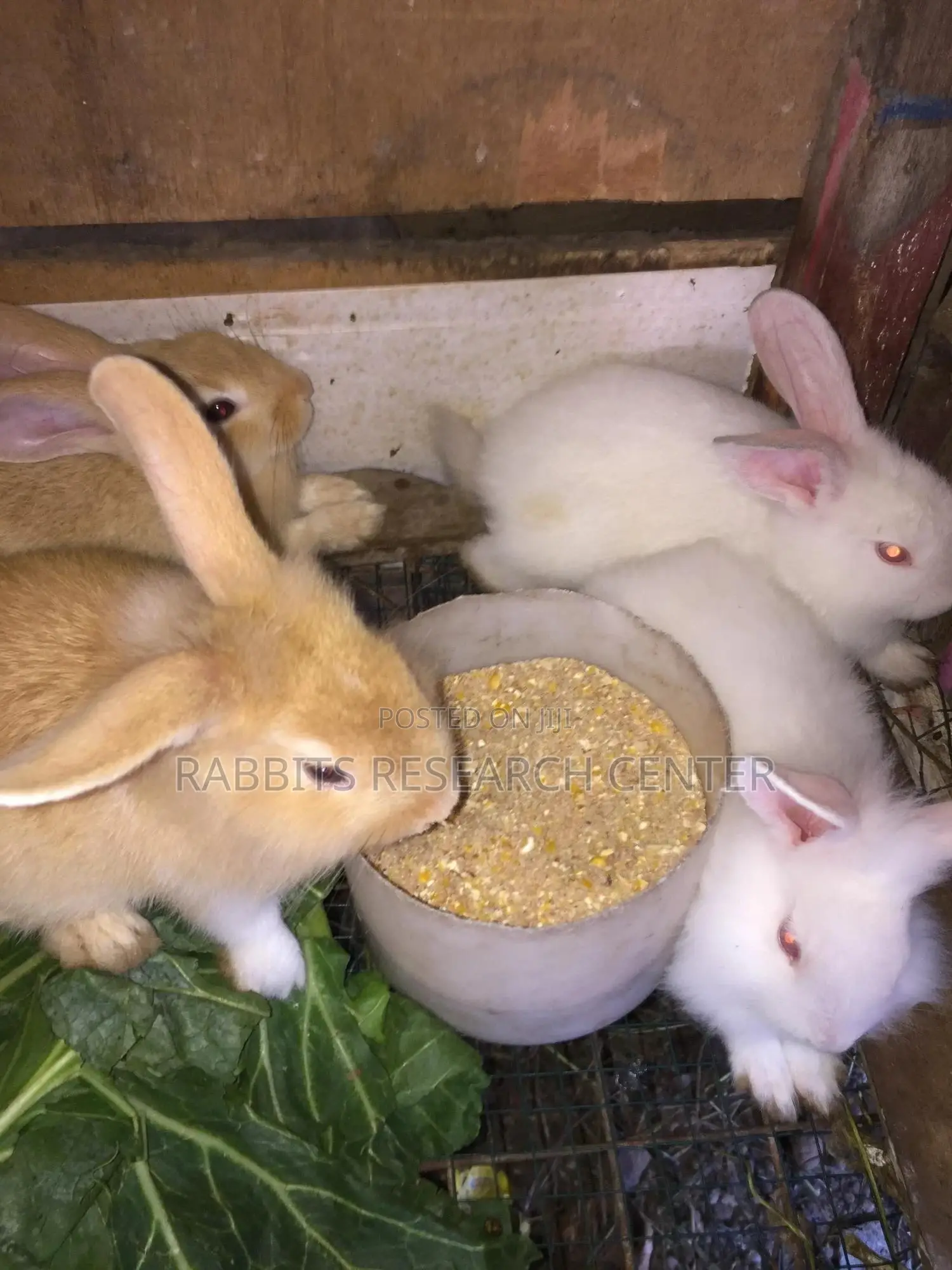 Healthy/Neat Bunnies for Pets.