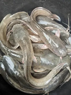 Fast Growing Catfish Juveniles, Fingerlings and Jumbo Size