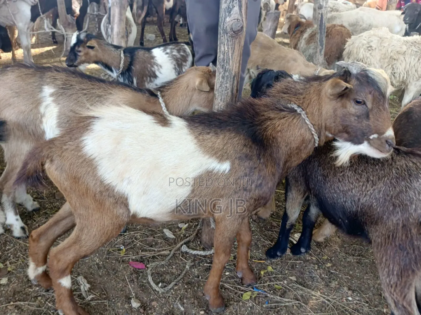 Christmas Billy Goat