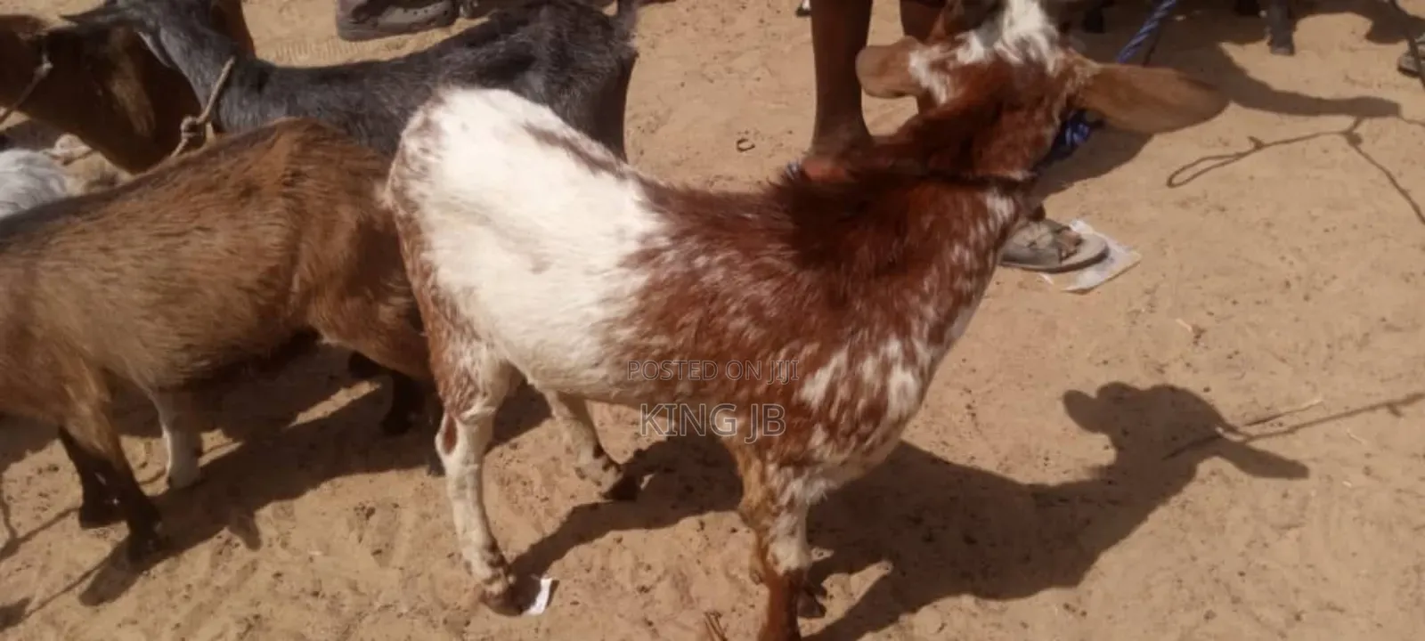 Christmas Billy Goat
