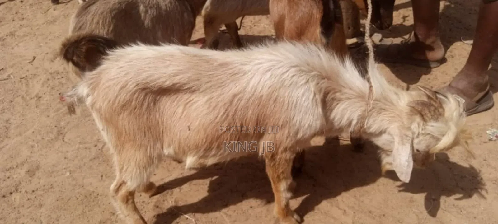 Christmas Billy Goat