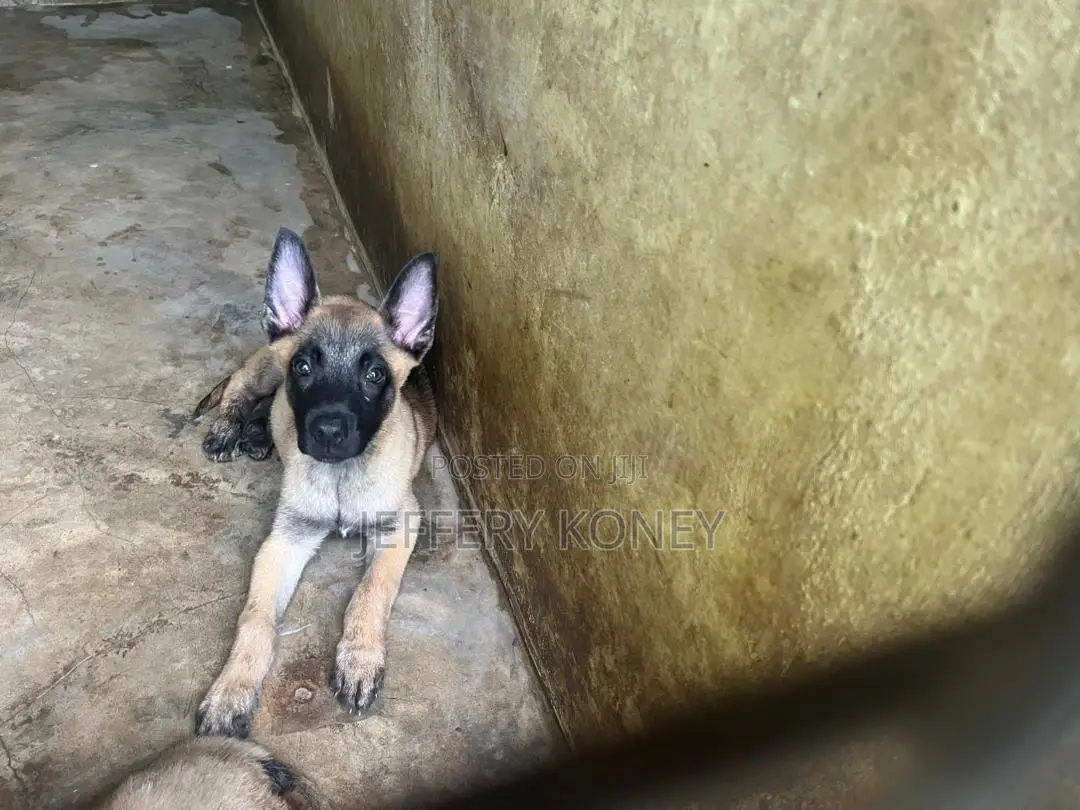 1-3 months Male Purebred Belgian Malinois