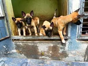 1-3 months Male Purebred Belgian Malinois