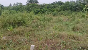 Plots Of Land At Whindo