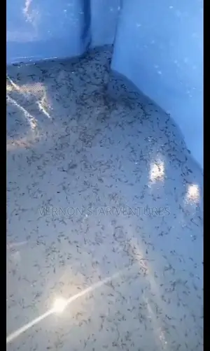Active Catfish Fingerlings