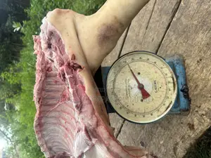 Fresh Pork Meat