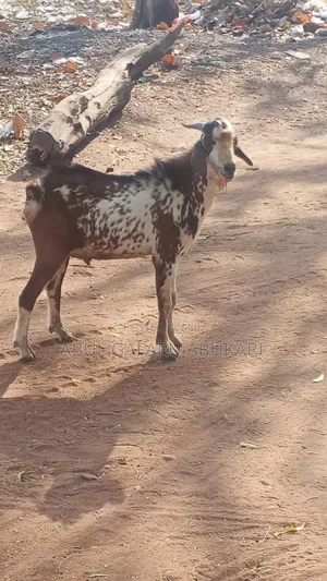 Balami Male Goat