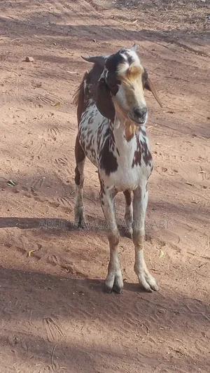 Balami Male Goat