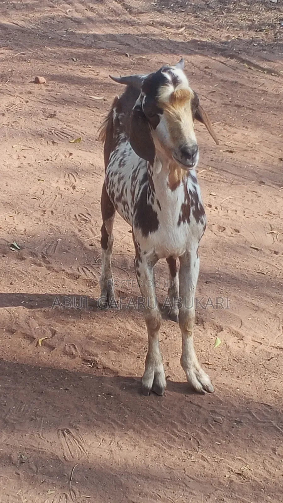 Balami Male Goat