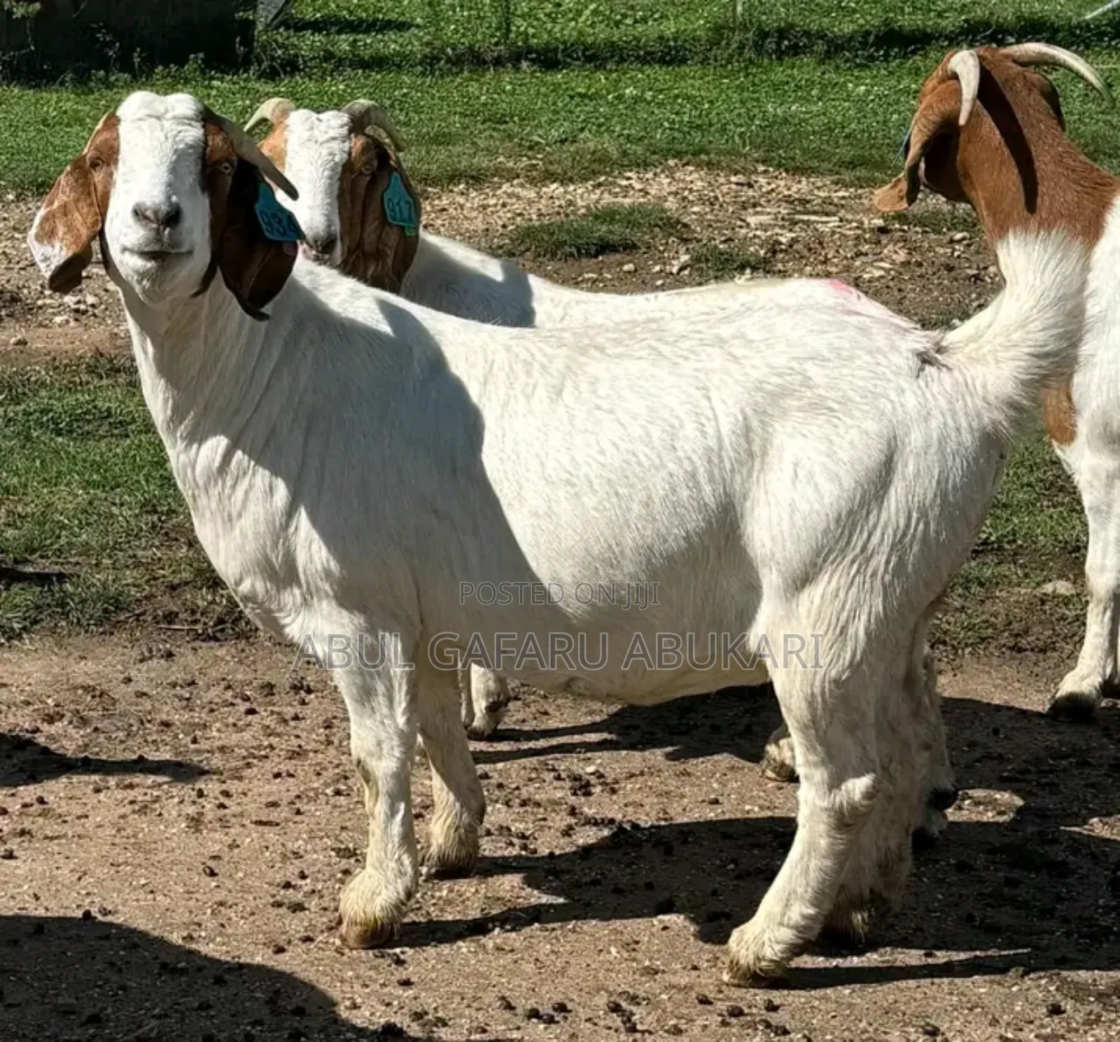 Pregnant Boer Goat