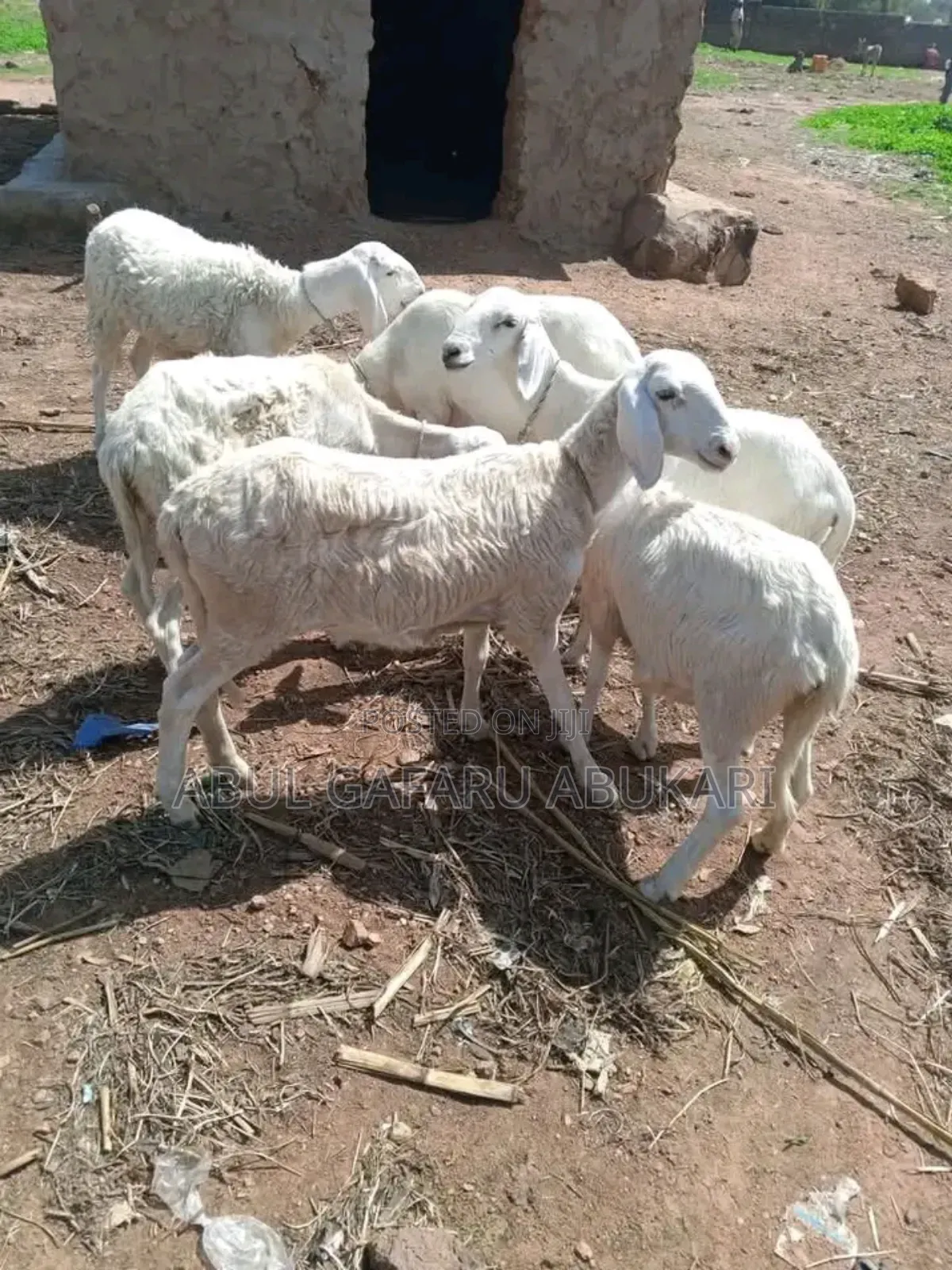 Female Balami White Sheep