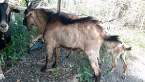 Christmas Local Goat