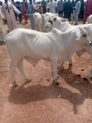 Very Strong and Healthy Nice Gudali
