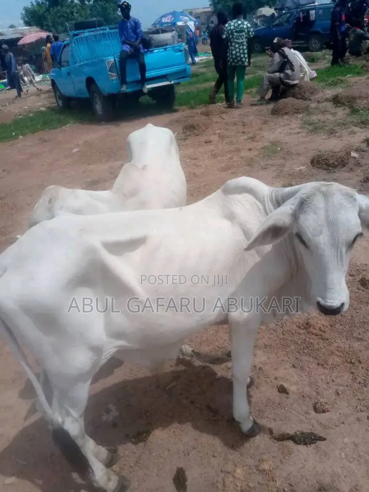 Very Strong and Healthy Nice Gudali