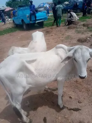 Very Strong and Healthy Nice Gudali