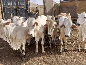 Very Strong and Healthy Nice Gudali