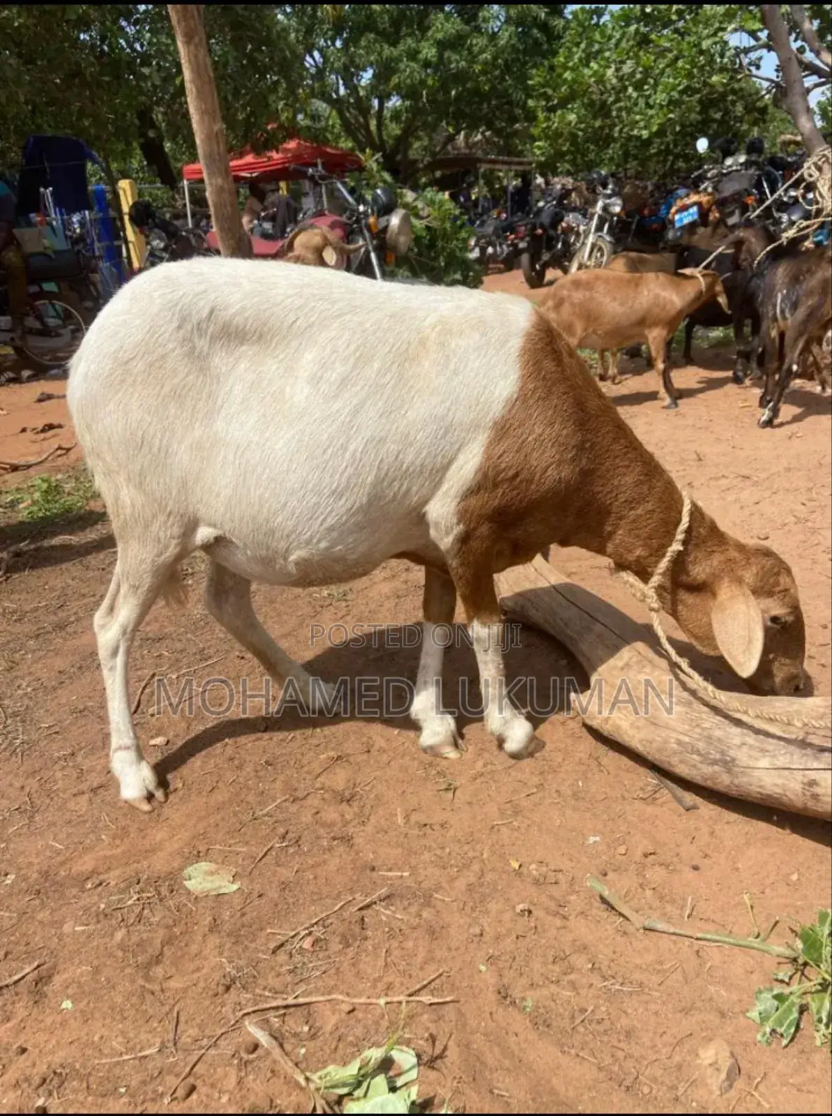 Nice Sheep Seller