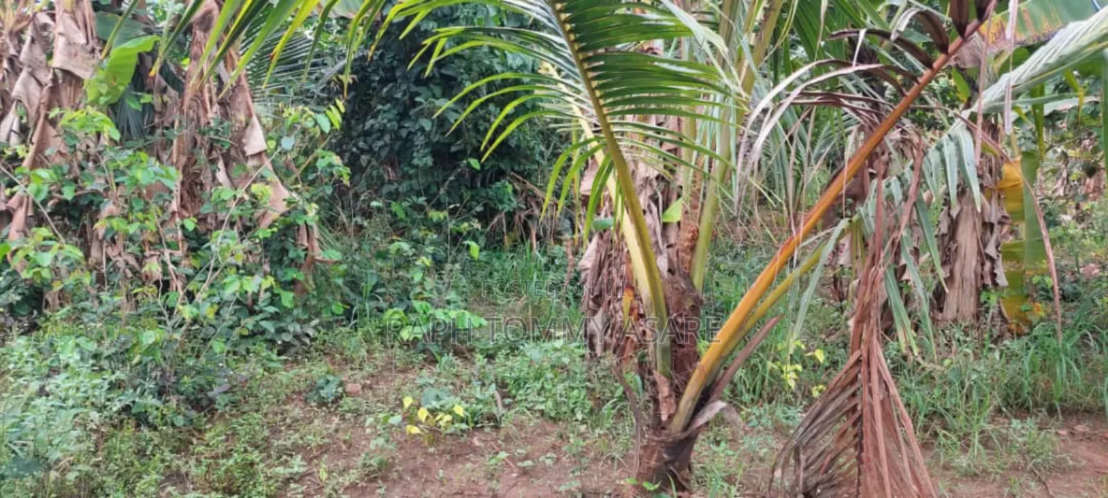 Land for Sale at Agona Ashant