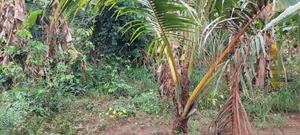Land for Sale at Agona Ashant