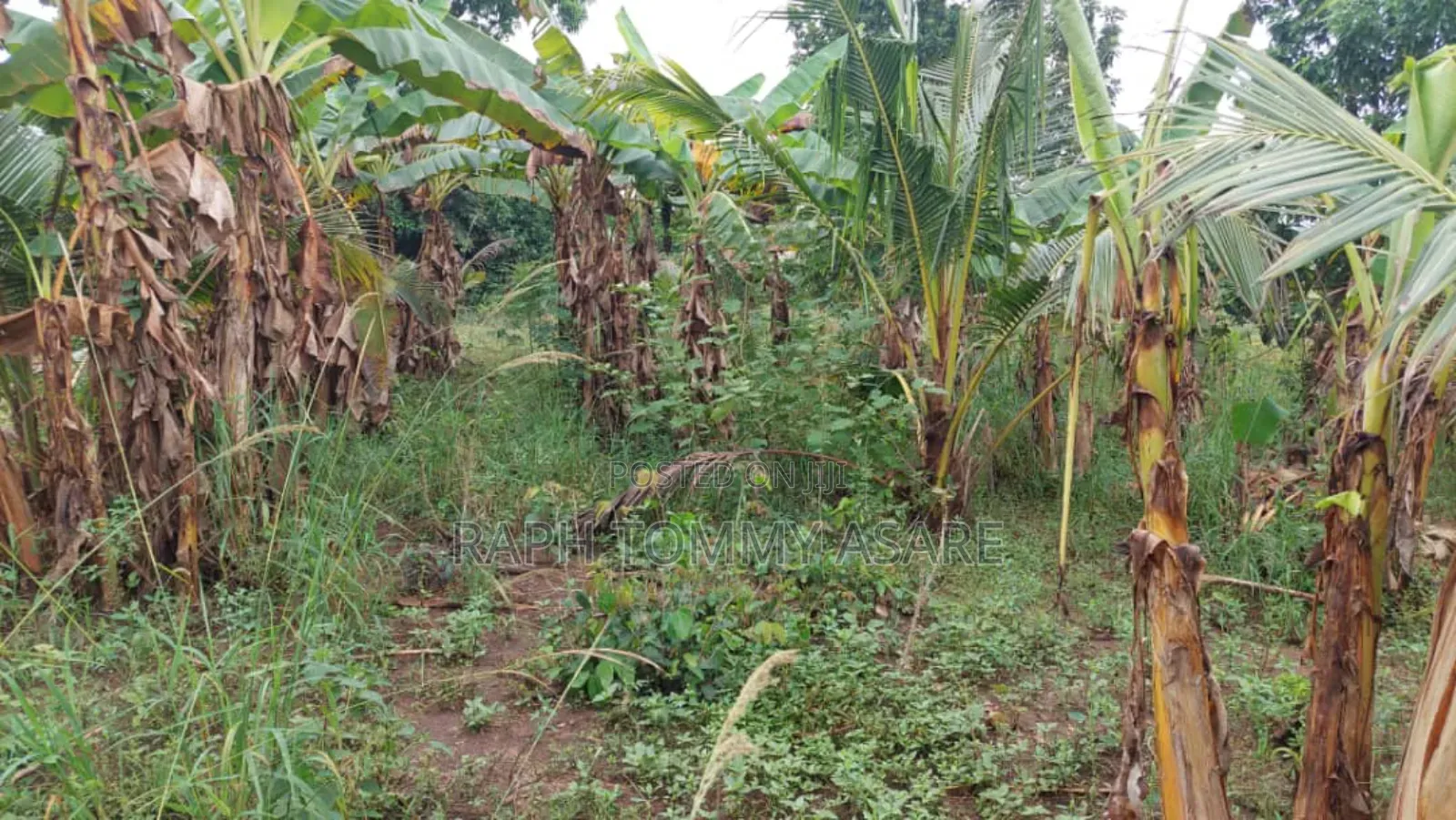 Land for Sale at Agona Ashant
