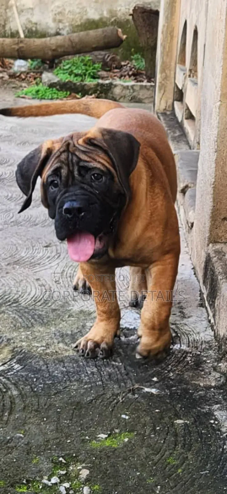 1-3 months Female Purebred Boerboel