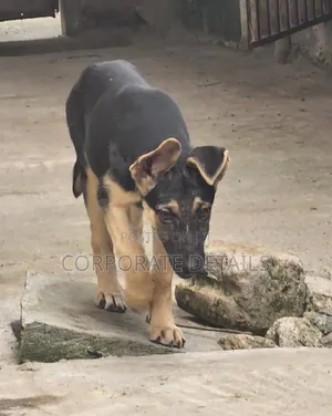 1-3 months Female Purebred German Shepherd