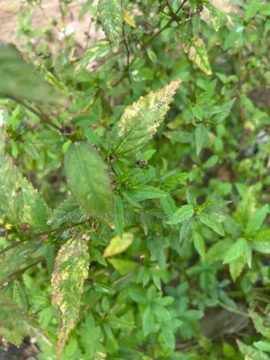 500 Acres of Land at Nsawam Pampamso