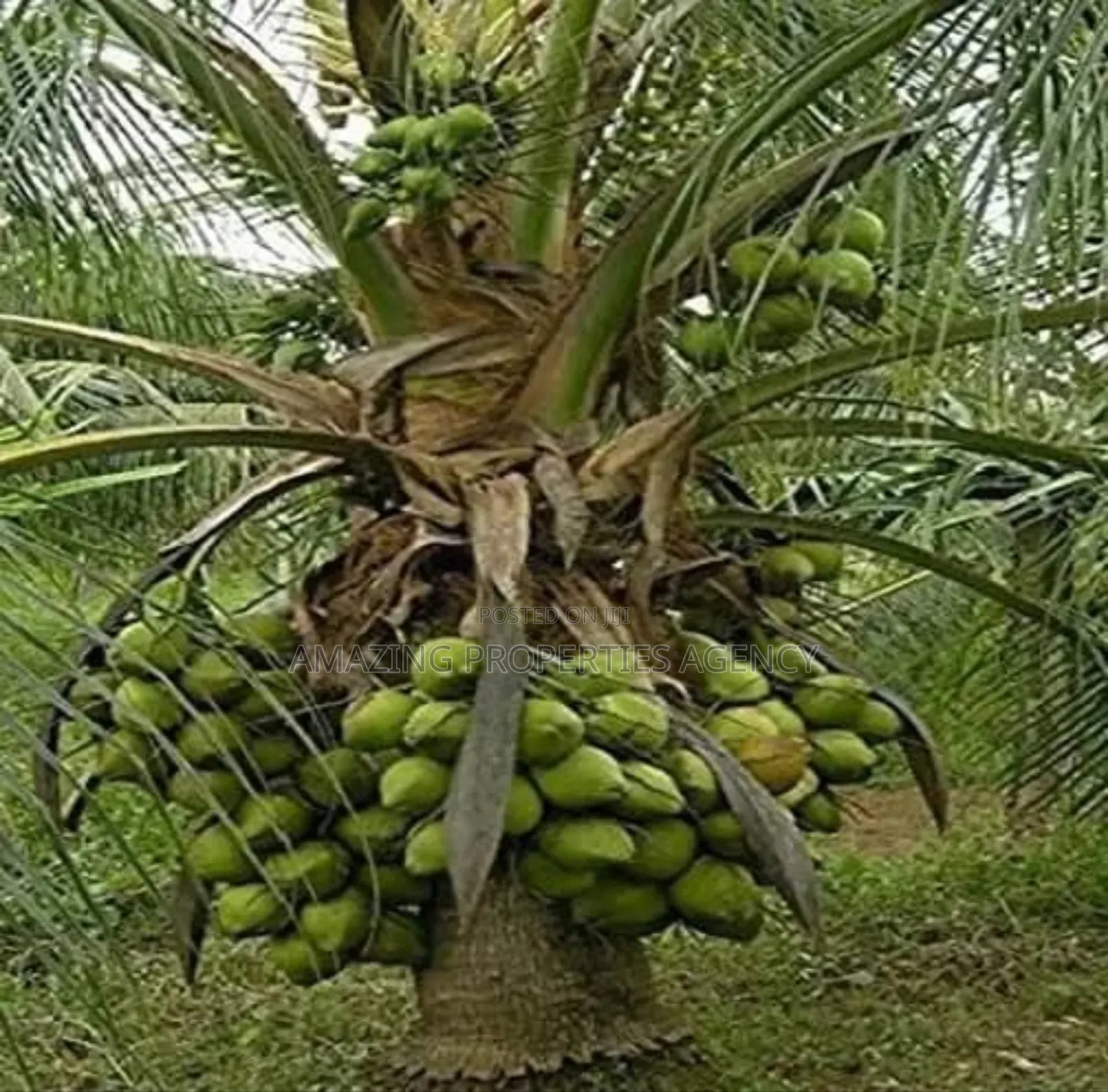 5000 Acres of Land at Nsawam