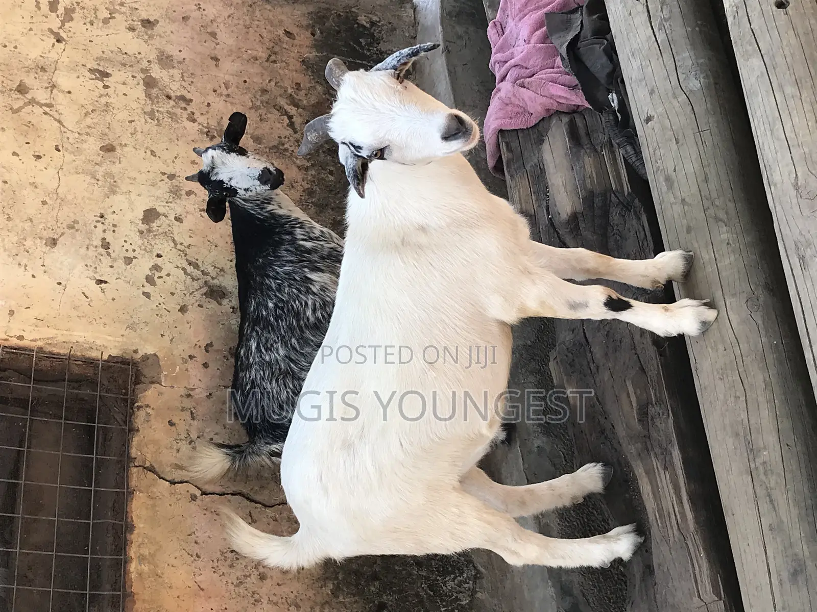 Chereponi Goat Farm