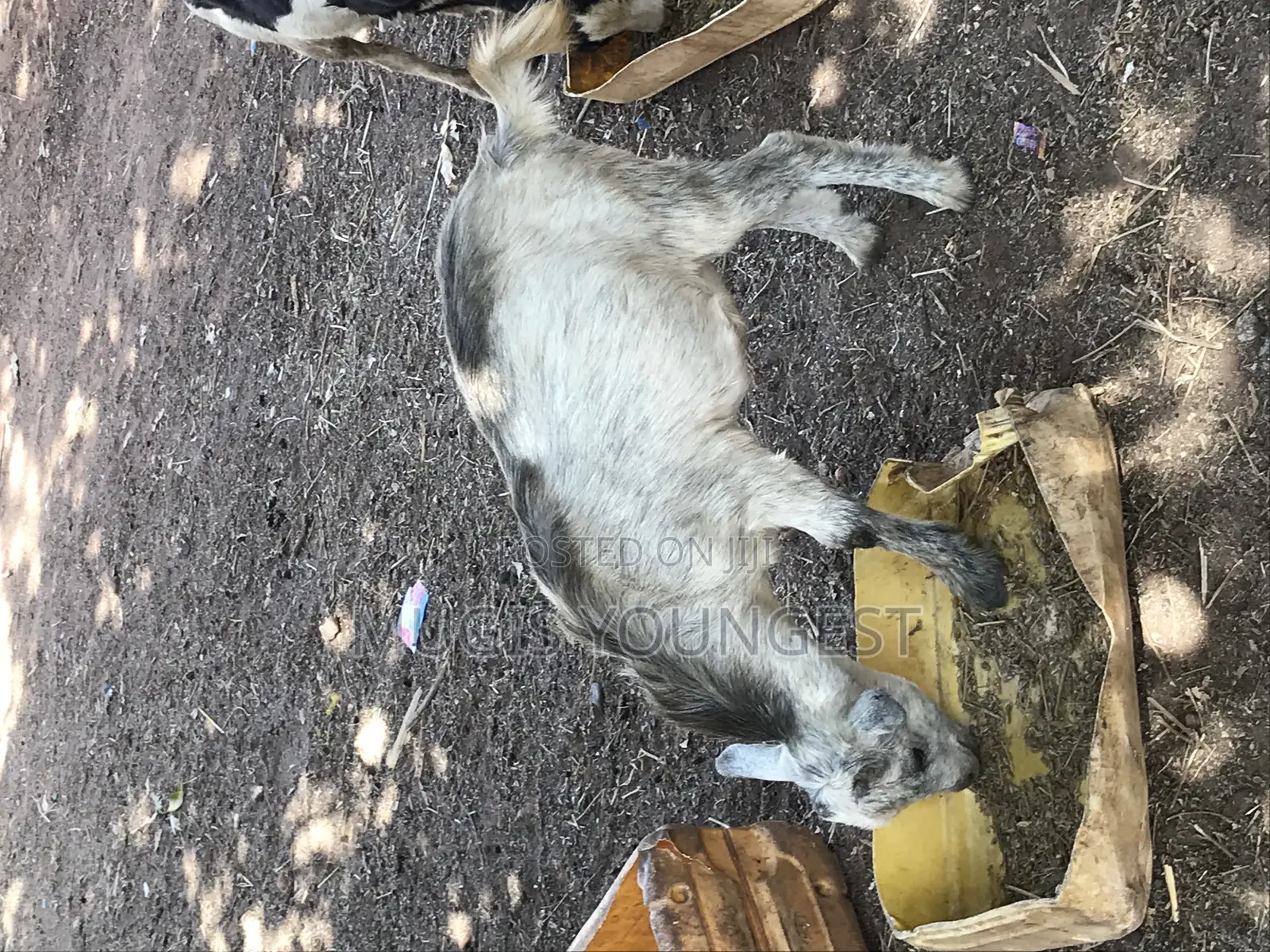 Chereponi Goat Farm